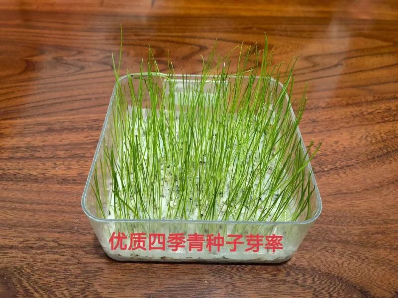 【四季青种子】草坪种子美国四季青种子耐热耐践踏耐寒品种电联