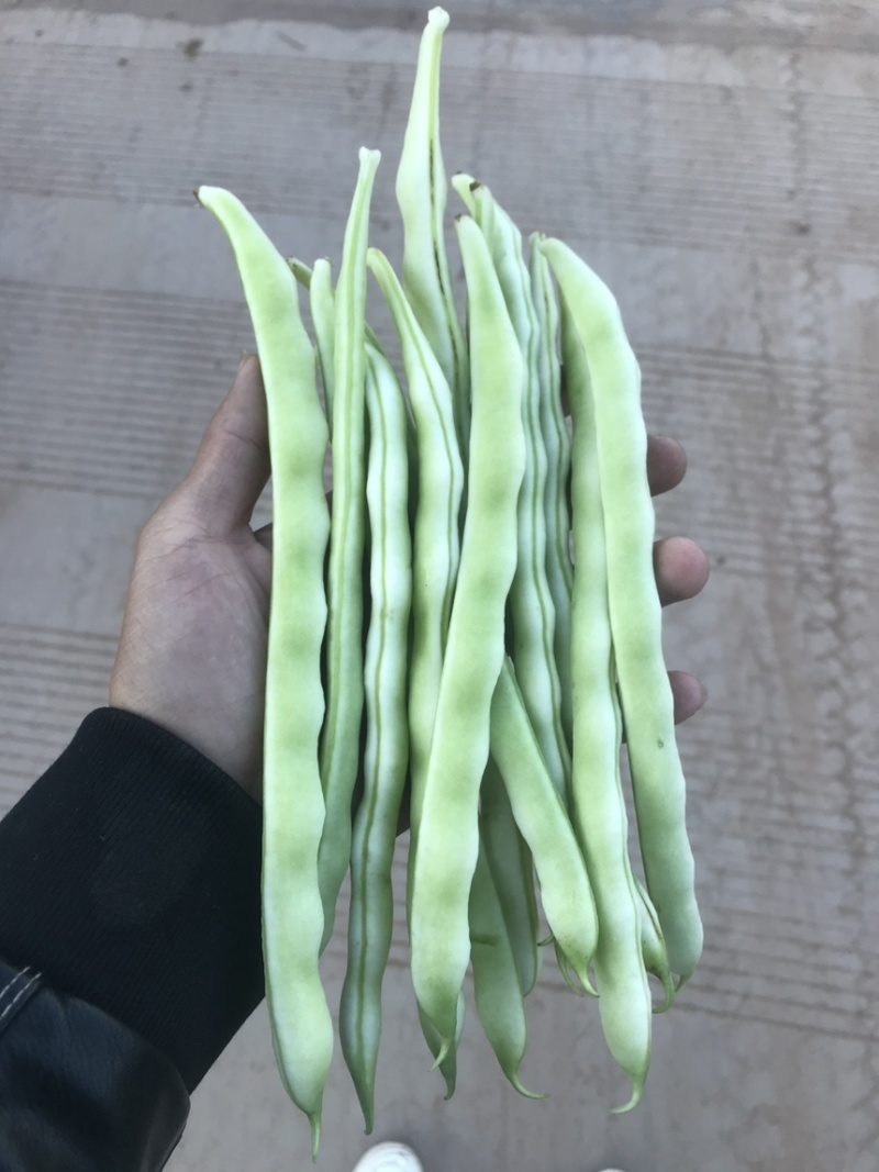 九粒白，白优一大量上市有需要的诚信联系