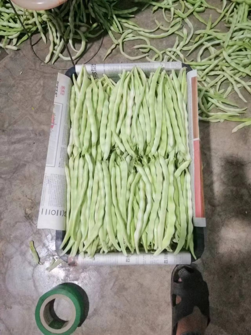 九粒白，白优一大量上市有需要的诚信联系