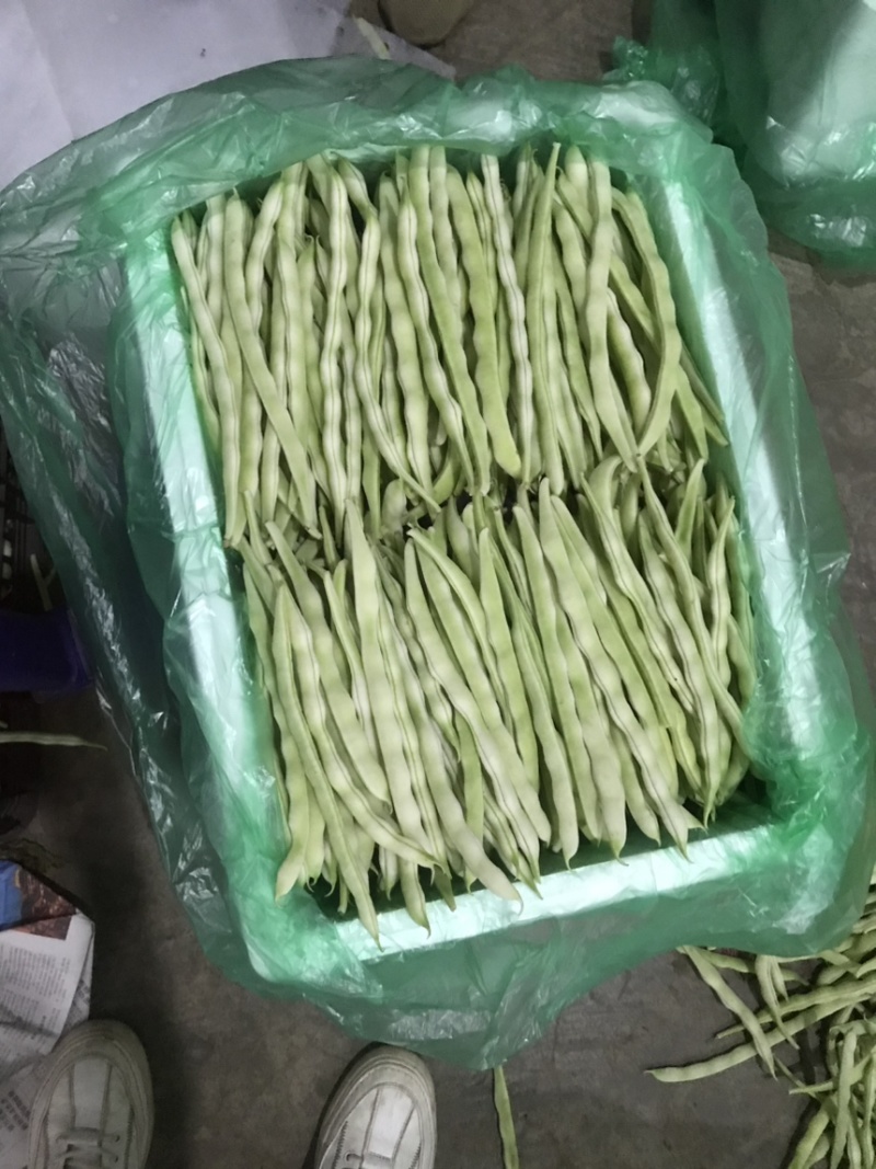 九粒白，白优一大量上市有需要的诚信联系