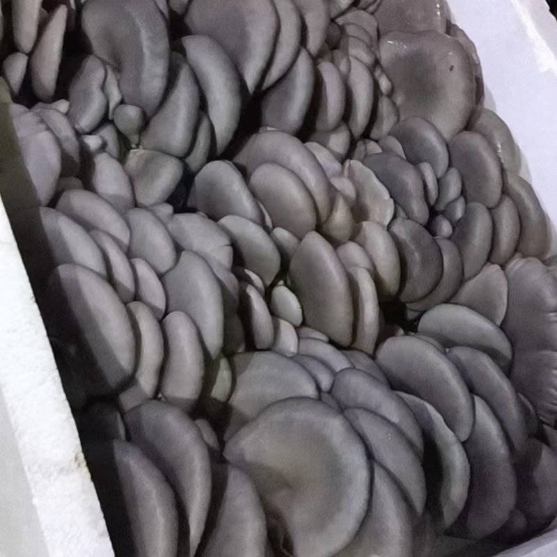 【精品平菇】河北平菇，产地直发，品质保证，量大从优