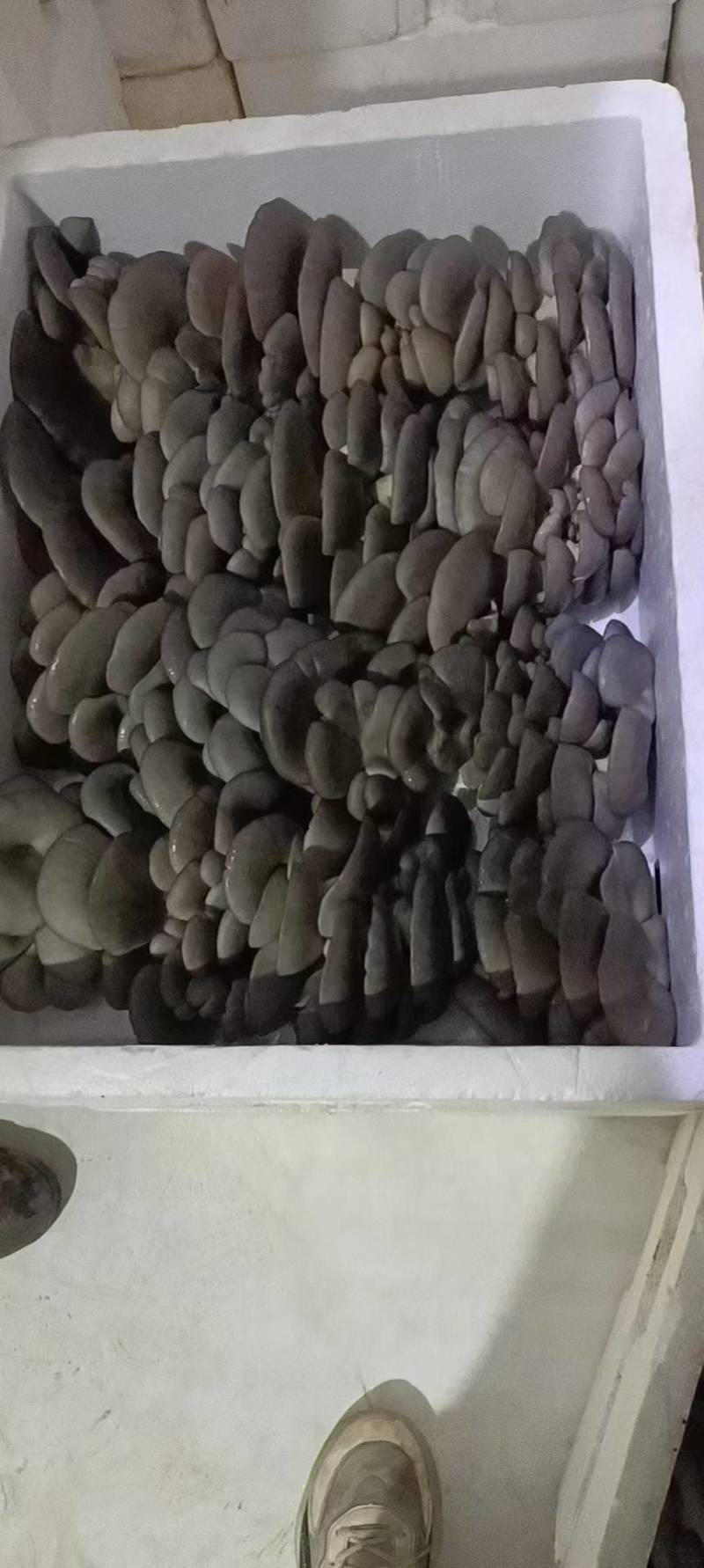 【精品平菇】河北平菇，产地直发，品质保证，量大从优