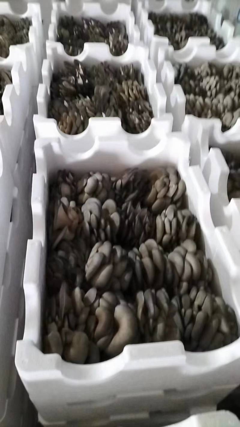 【精品平菇】河北平菇，产地直发，品质保证，量大从优