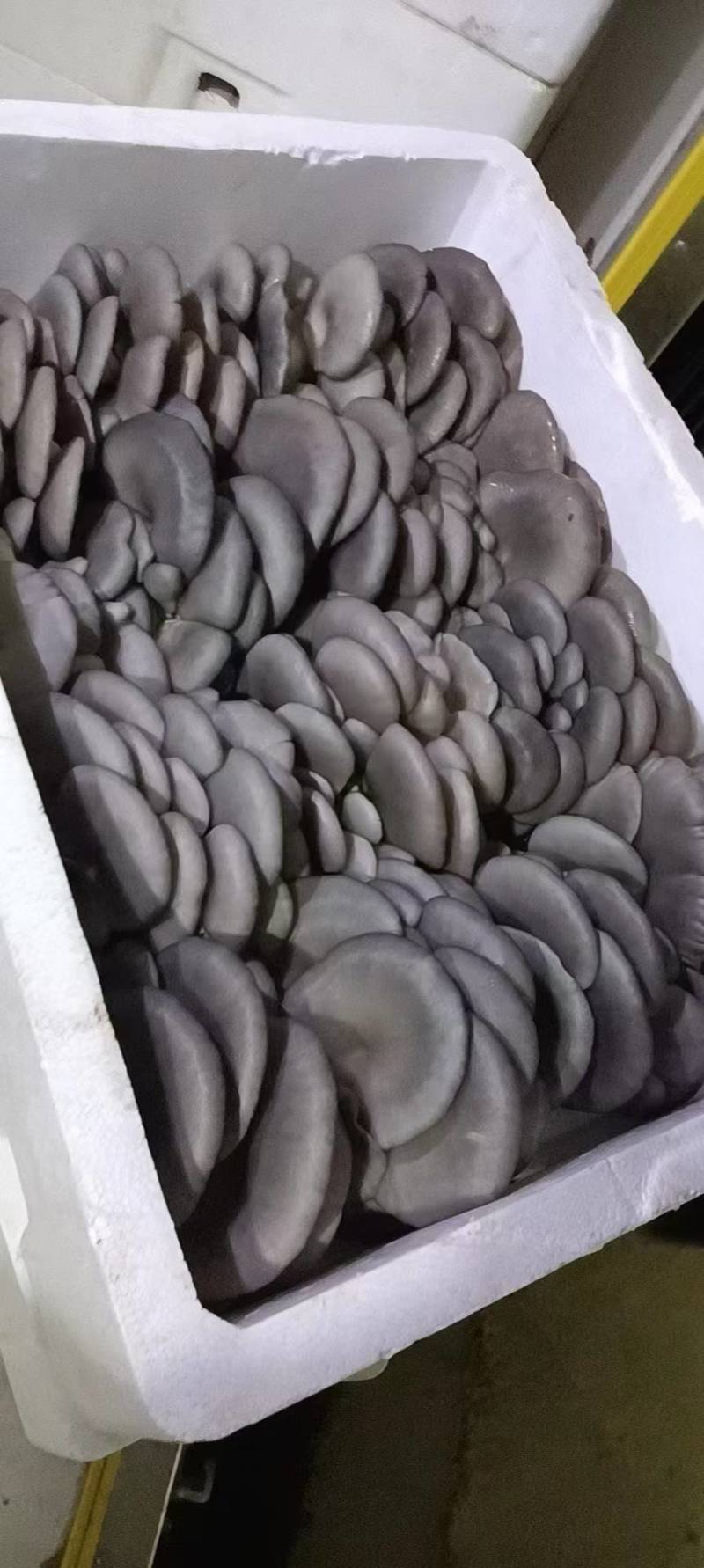 【精品平菇】河北平菇，产地直发，品质保证，量大从优
