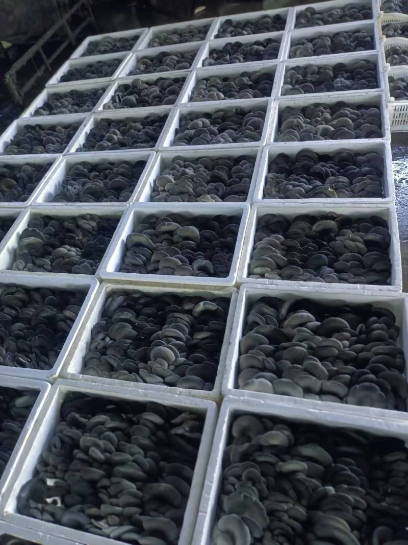 【精品平菇】河北平菇，产地直发，品质保证，量大从优