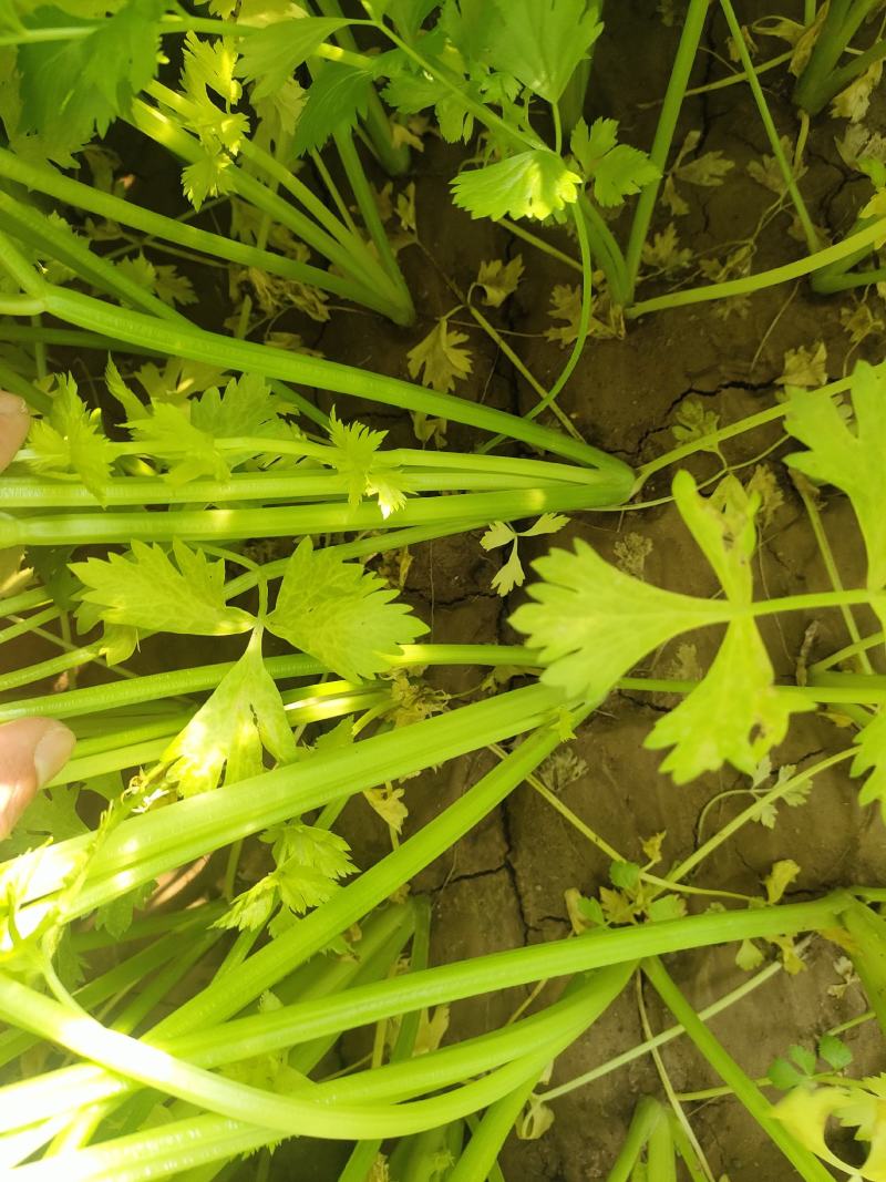 文图拉芹菜上市了