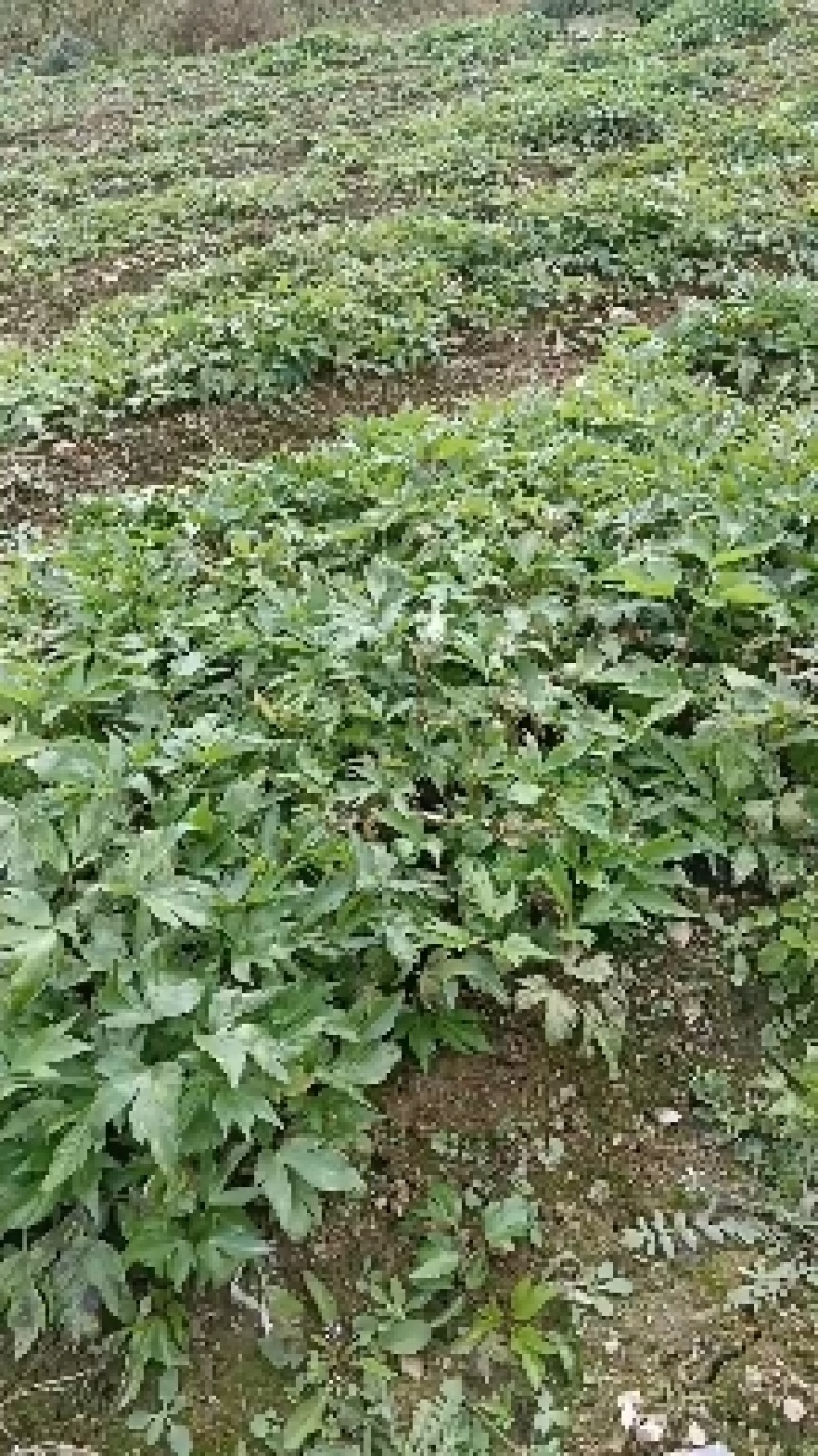 鲜甜当归苗，承接全国各地客商到基地参观考察看货购货