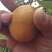 大荔陆地金太阳杏五月初大量上市，规格45以上价格随行。