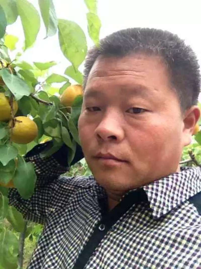 大荔陆地金太阳杏五月初大量上市，规格45以上价格随行。