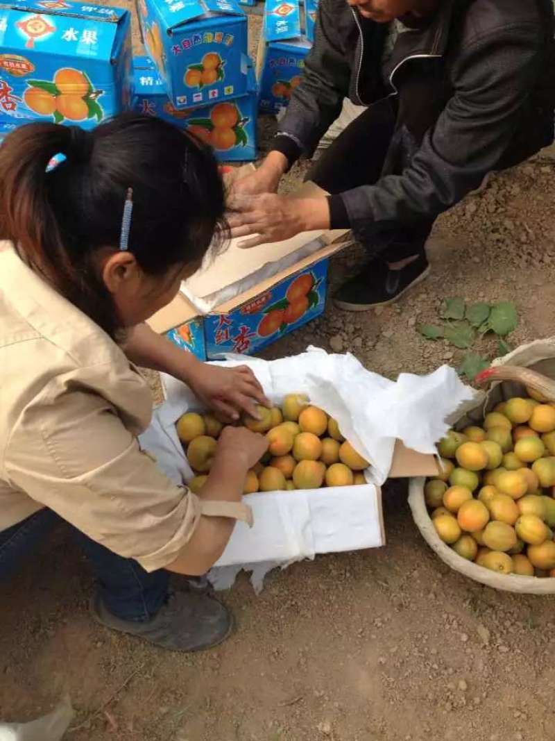 大荔陆地金太阳杏五月初大量上市，规格45以上价格随行。