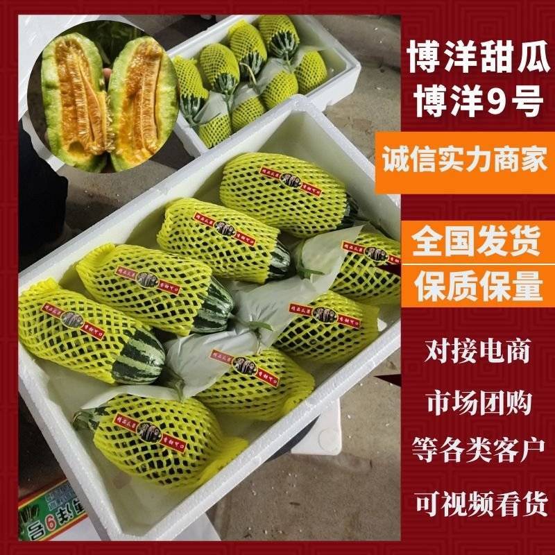 博洋72甜瓜，博洋九号甜瓜，专业代办，产地直供