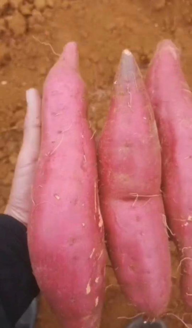 红薯西瓜红，大量有货。