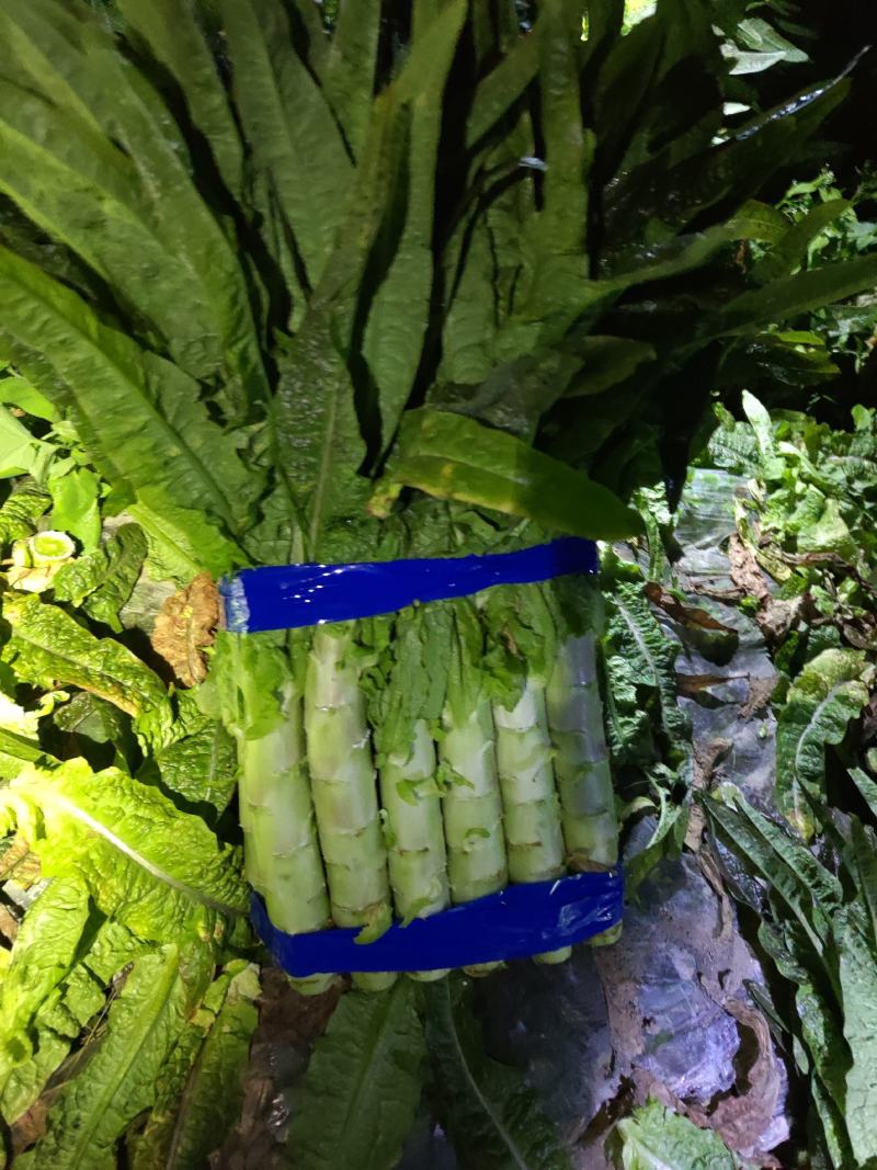 【牛商推荐】精品红尖叶莴笋现货现发诚信专业可视频看货
