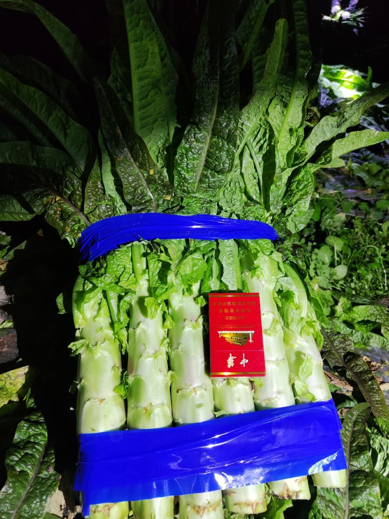 【牛商推荐】精品红尖叶莴笋现货现发诚信专业可视频看货