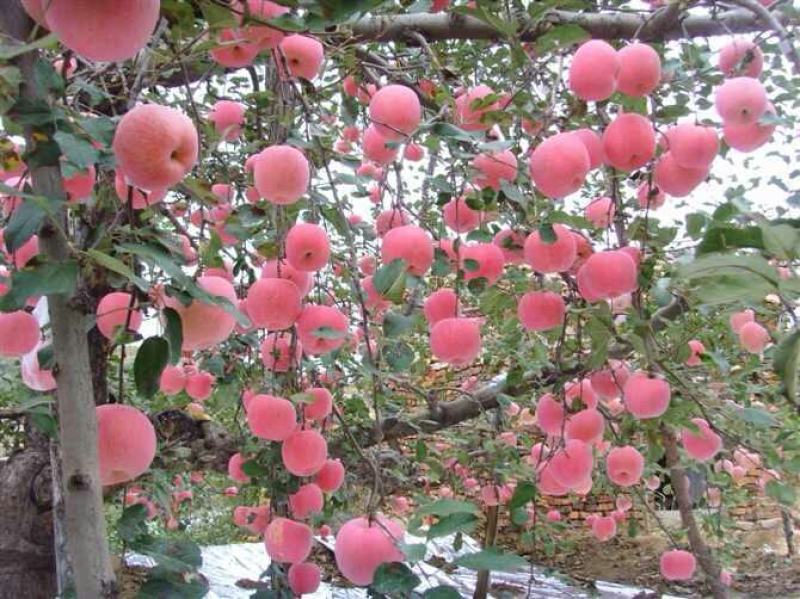 冰糖心苹果，红富士苹果，瑞雪苹果，瑞香红苹果水晶红富士