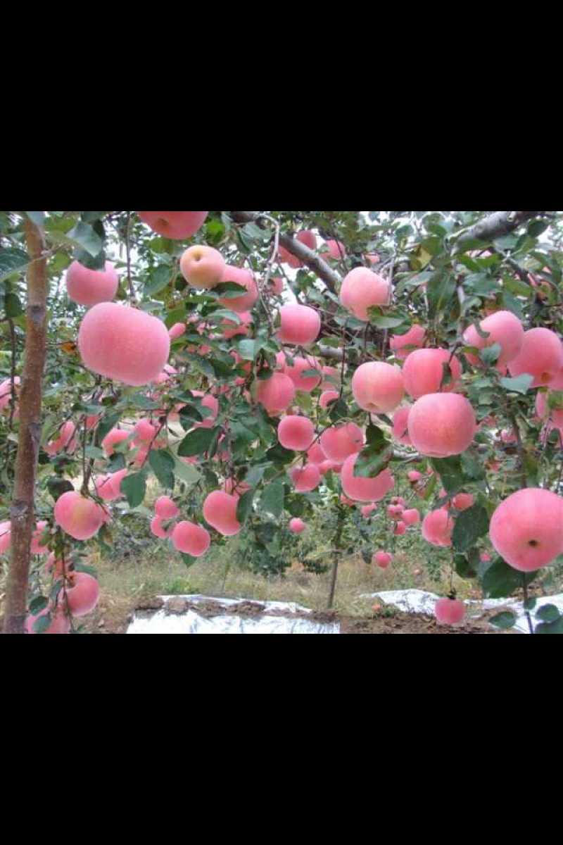冰糖心苹果，红富士苹果，瑞雪苹果，瑞香红苹果水晶红富士