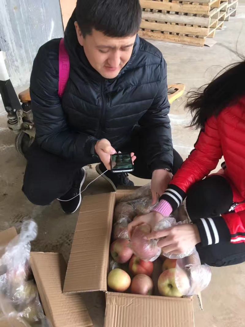 冰糖心苹果，红富士苹果，瑞雪苹果，瑞香红苹果水晶红富士