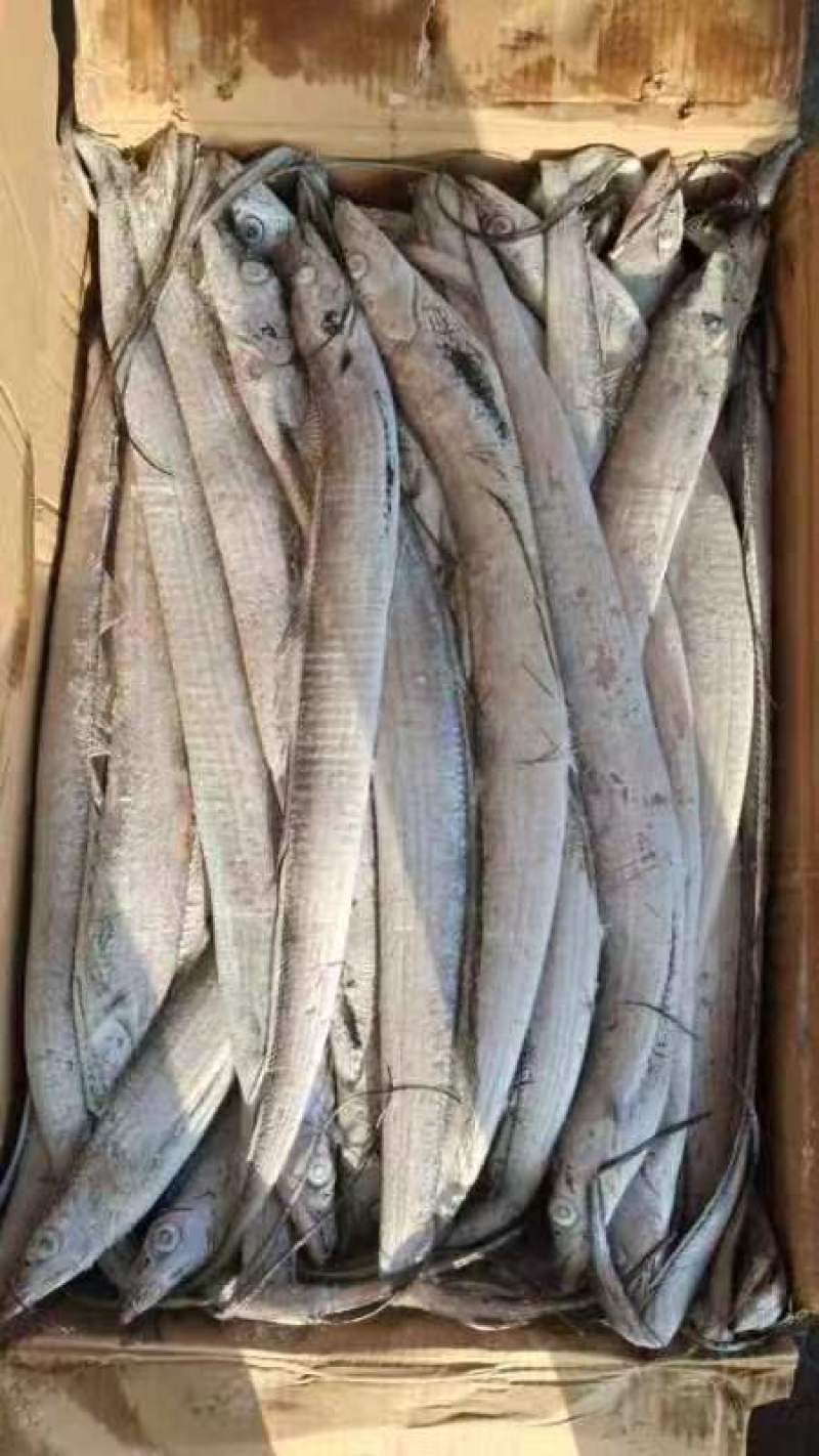 船冻带鱼质量好价格优大量批发，一手货源，供货稳定