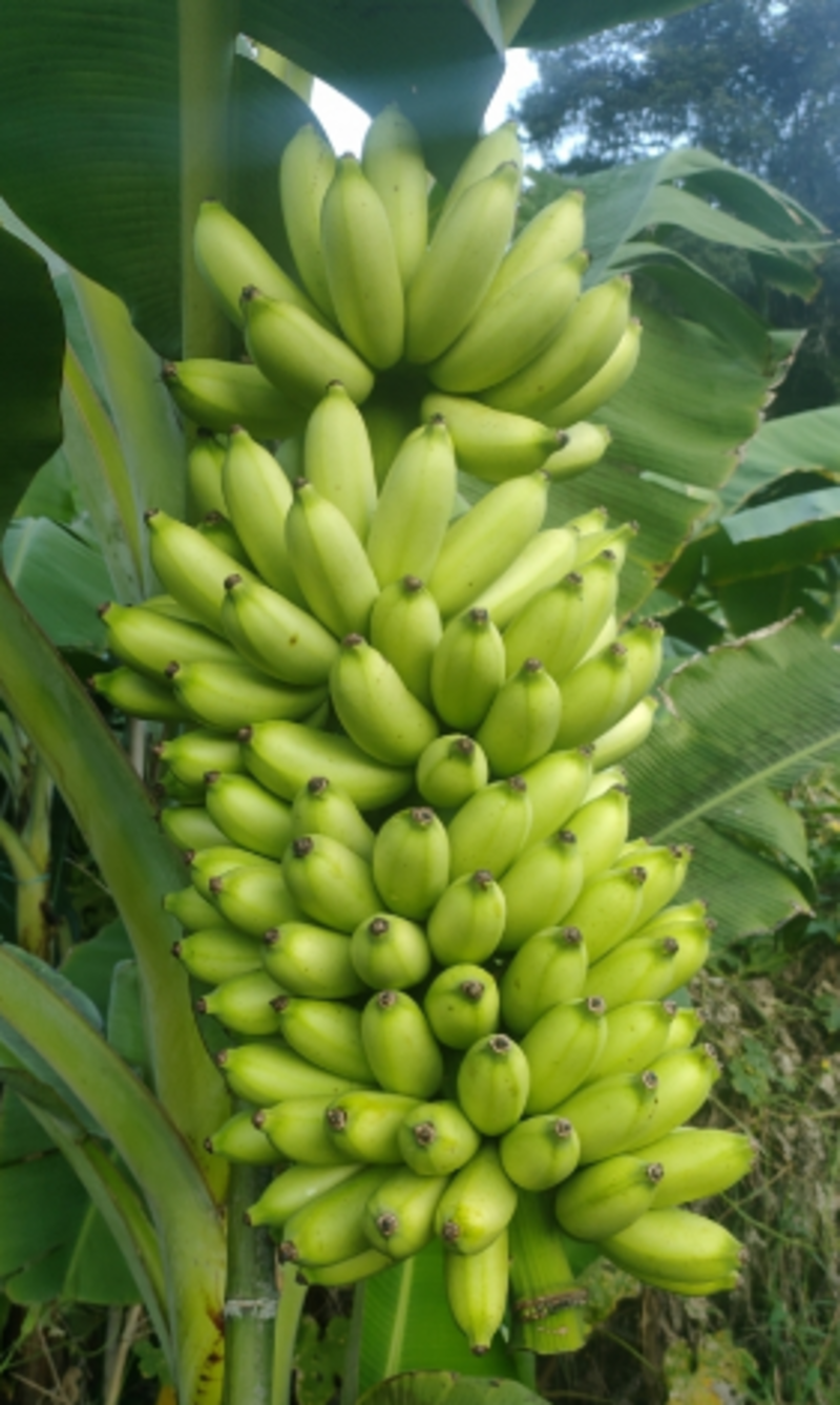 红香蕉苗红美人香蕉皇帝蕉成活率高诚信合作欢迎来电