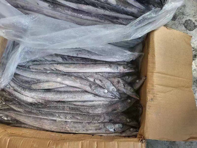 船冻带鱼质量好价格优大量批发，一手货源，供货稳定