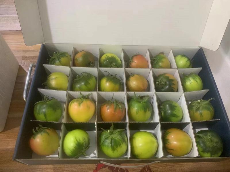 草莓柿子，基地种植，期待更多老板合作，支持各种规格打包
