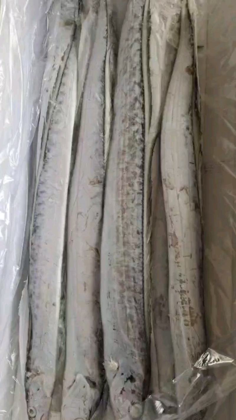 舟山干冻无冰带鱼质量好，价格优，全国均可直达起批