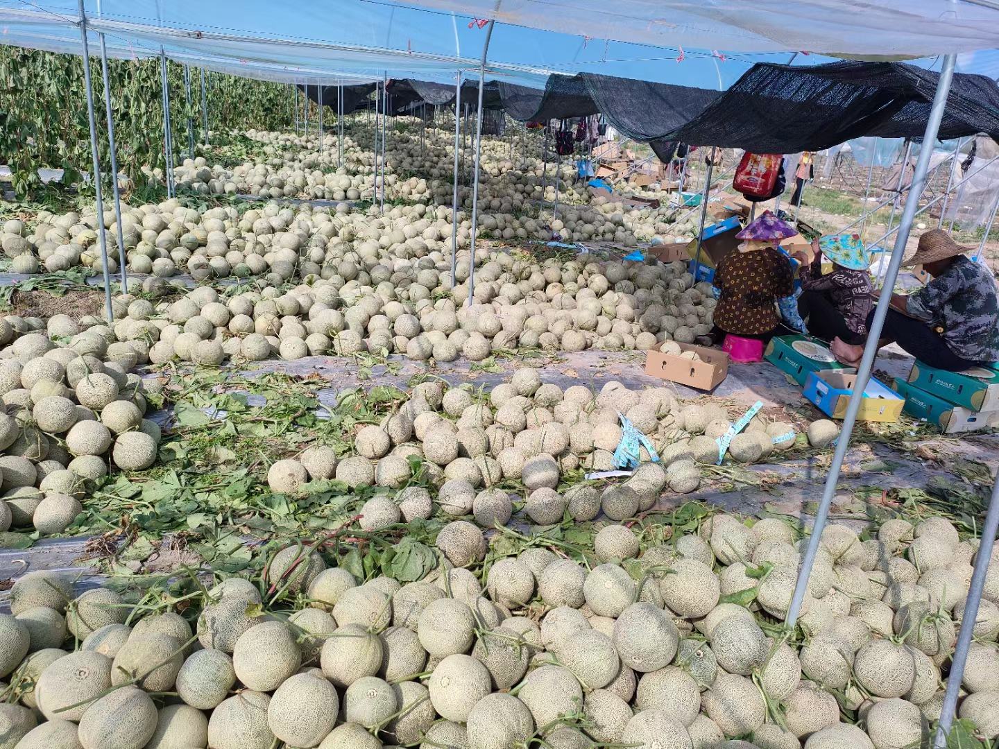 哈密瓜种植田使用防虫网