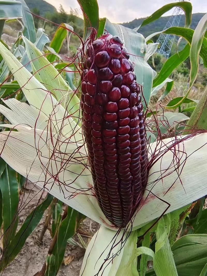 紫糯玉米种子黑糯玉米种子甜加糯玉米种子黑玉米种子