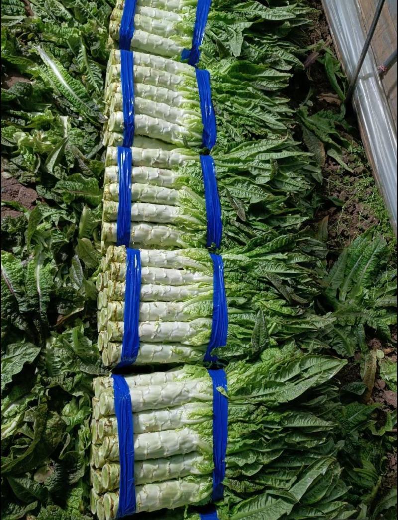 精品莴笋，大量有货，价格便宜
