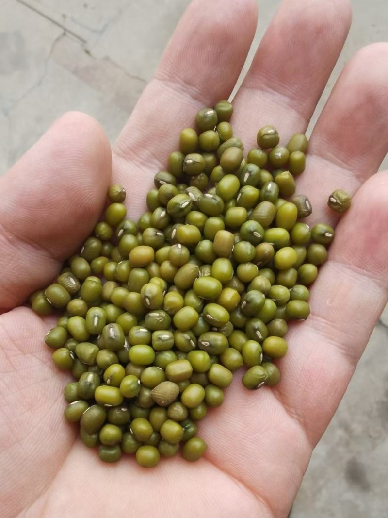 山西芸豆晋北白芸豆红黑豆山西小杂粮价格便宜欢迎咨询