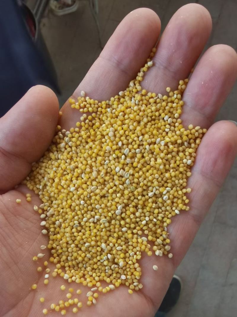 山西芸豆晋北白芸豆红黑豆山西小杂粮价格便宜欢迎咨询