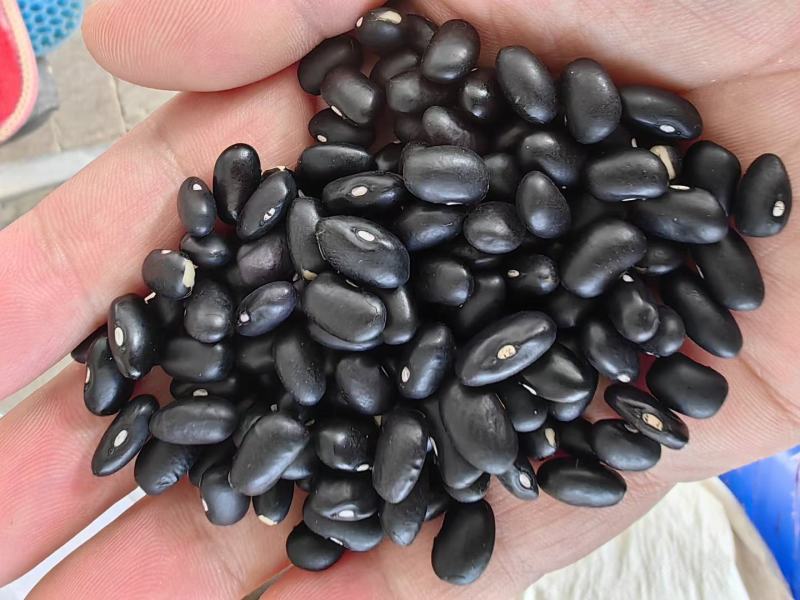 山西芸豆晋北白芸豆红黑豆山西小杂粮价格便宜欢迎咨询