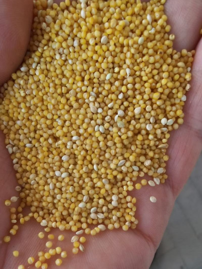 山西芸豆晋北白芸豆红黑豆山西小杂粮价格便宜欢迎咨询