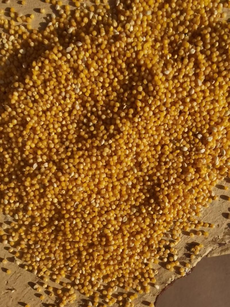 山西芸豆晋北白芸豆红黑豆山西小杂粮价格便宜欢迎咨询
