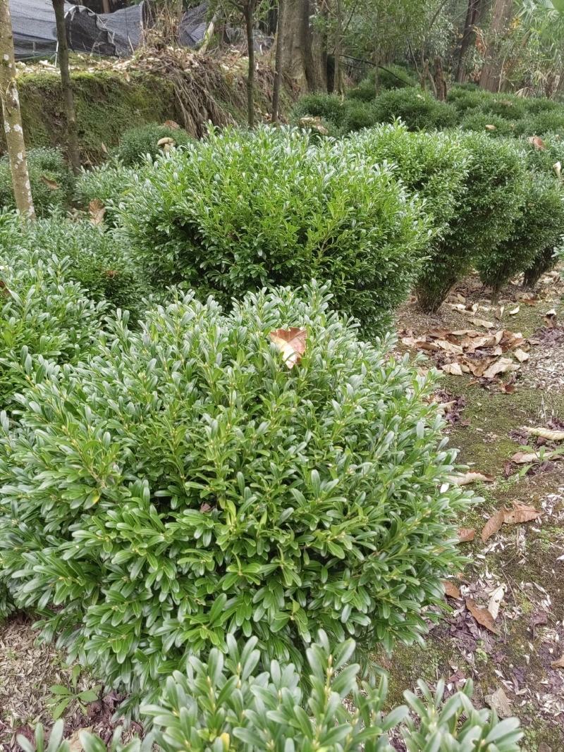 小黄杨，基地直销，价格优惠。