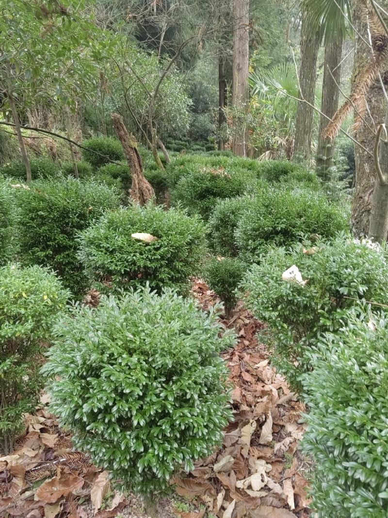 小黄杨，基地直销，价格优惠。