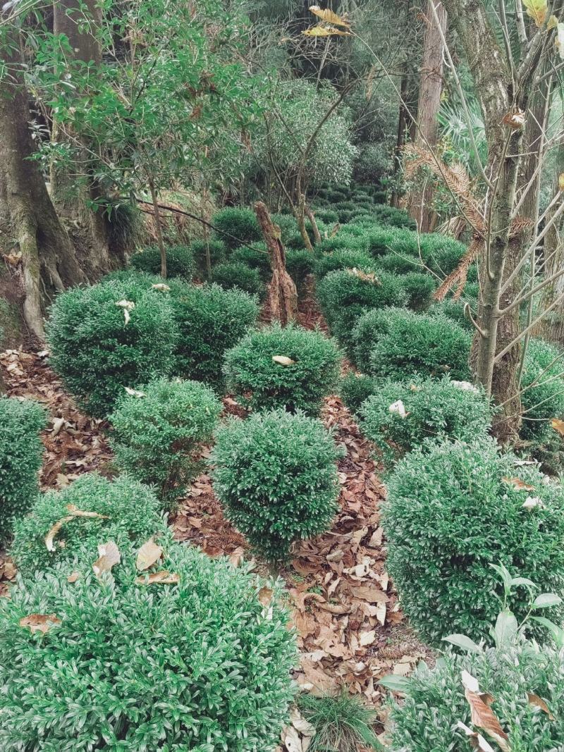 小黄杨，基地直销，价格优惠。