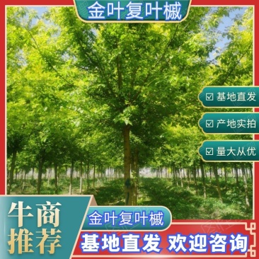 金叶复叶槭矮分枝复叶槭复叶槭河北金叶复叶槭