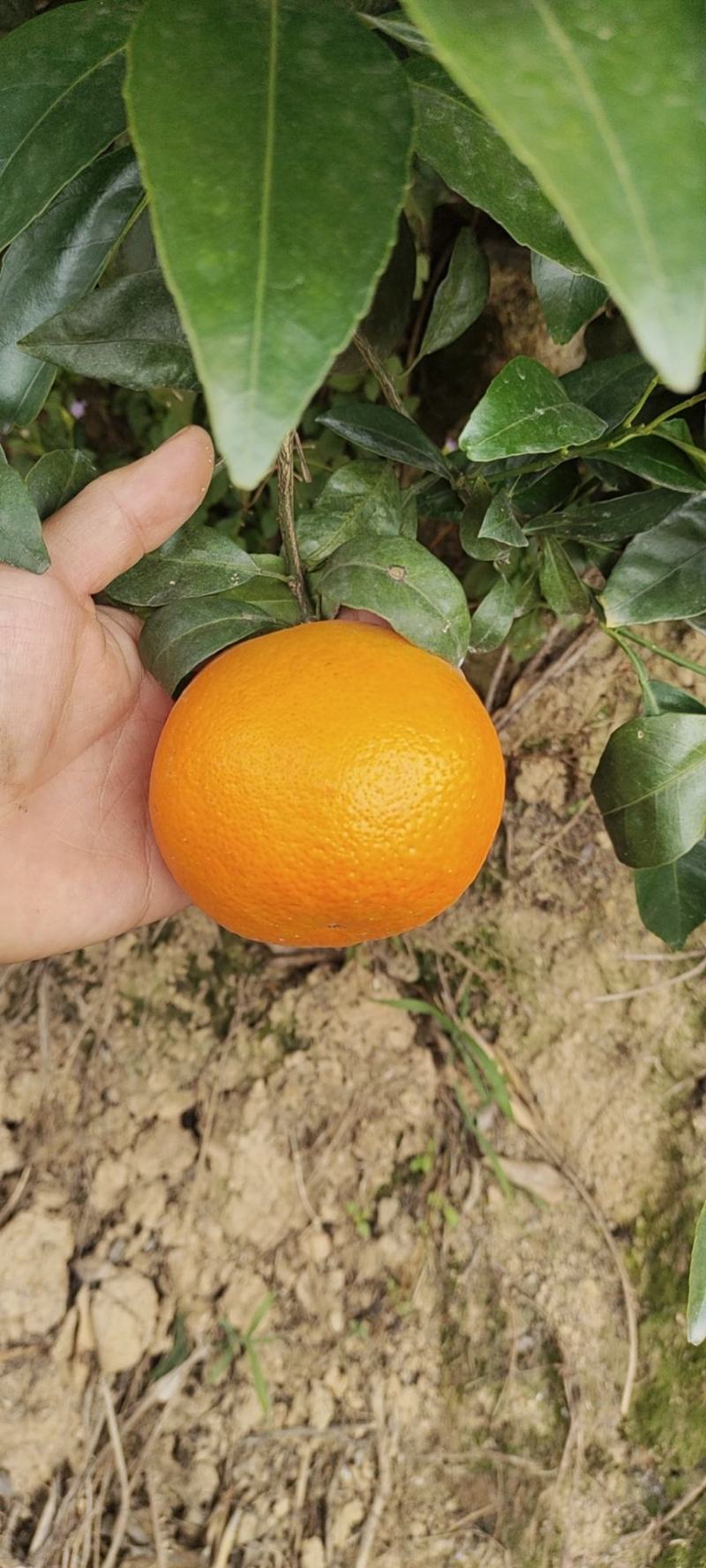 福建【沃柑】皮薄多汁色泽光滑