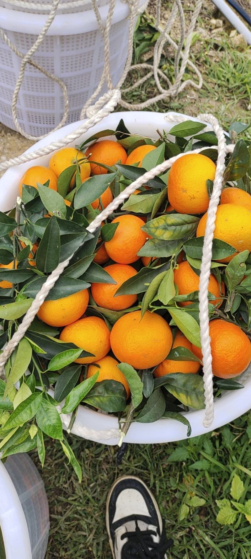 福建【沃柑】皮薄多汁色泽光滑
