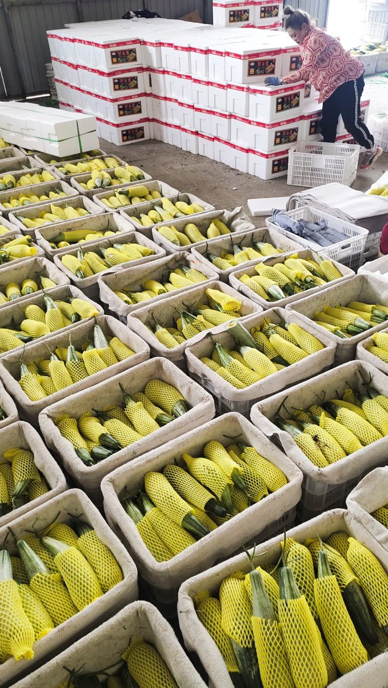 山东羊角蜜，精品羊角蜜，博洋72，超甜羊角蜜，高端货甜瓜