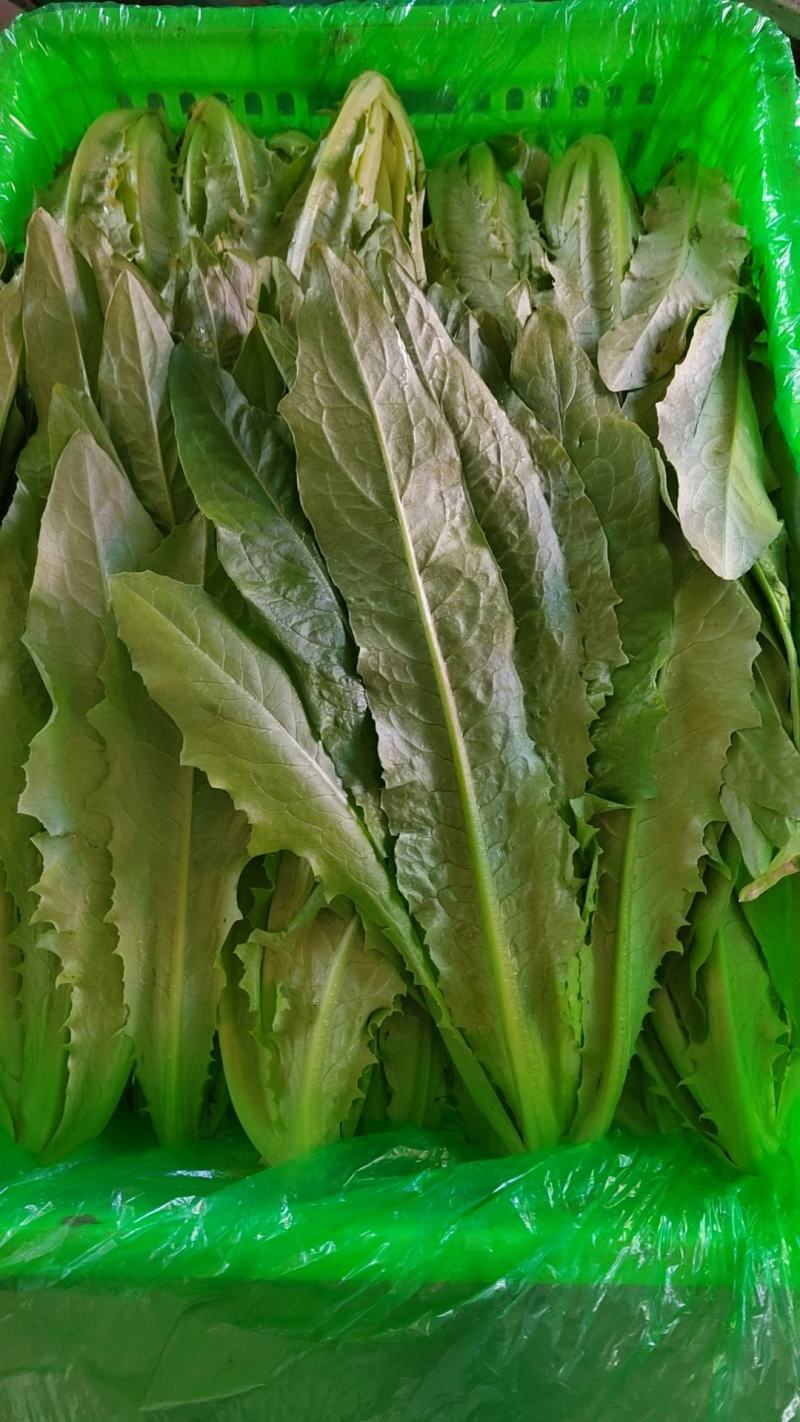 精品油麦，大量有货，产地直发，一手货源，长期合作