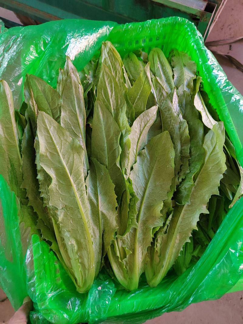 精品油麦，大量有货，产地直发，一手货源，长期合作