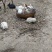 肉兔现货出10只，80块钱一只。