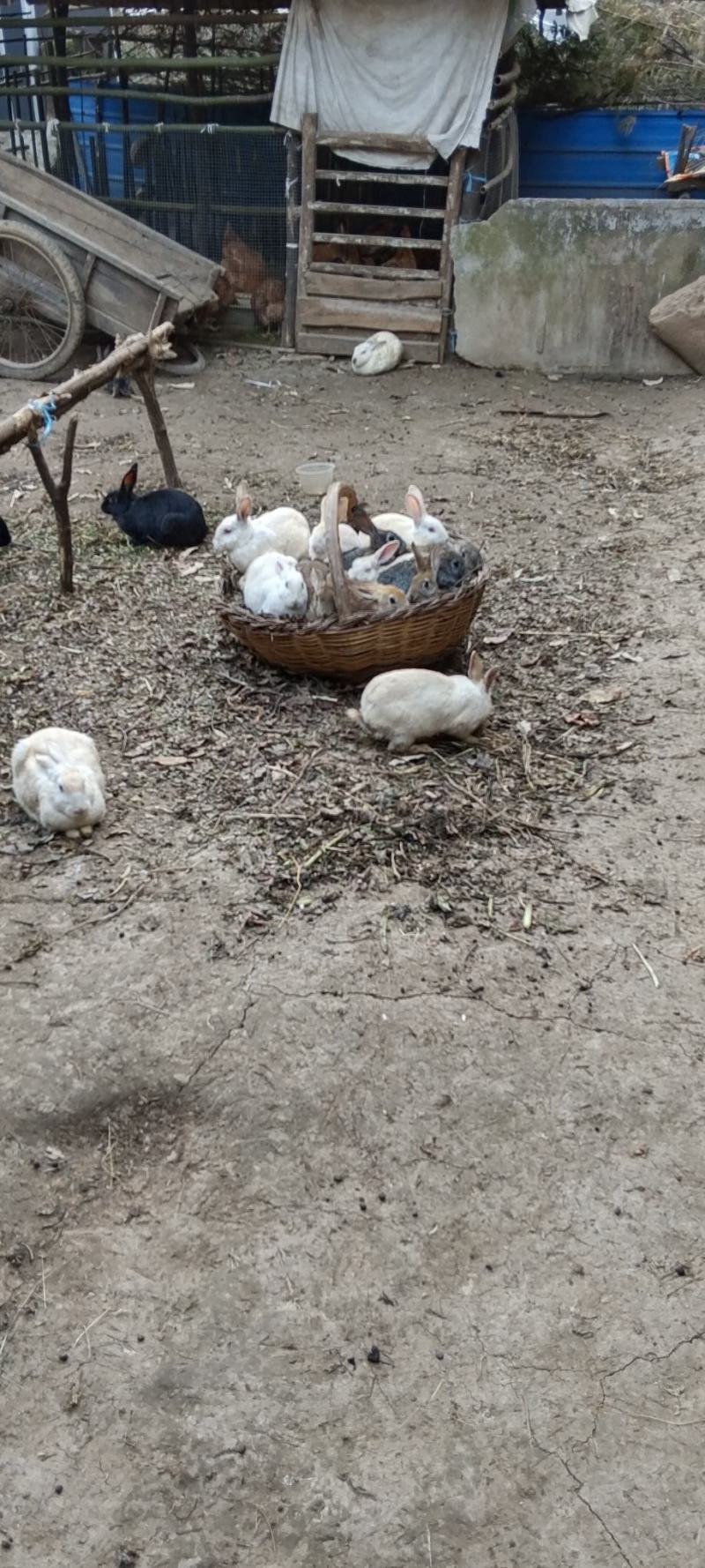 肉兔现货出10只，80块钱一只。