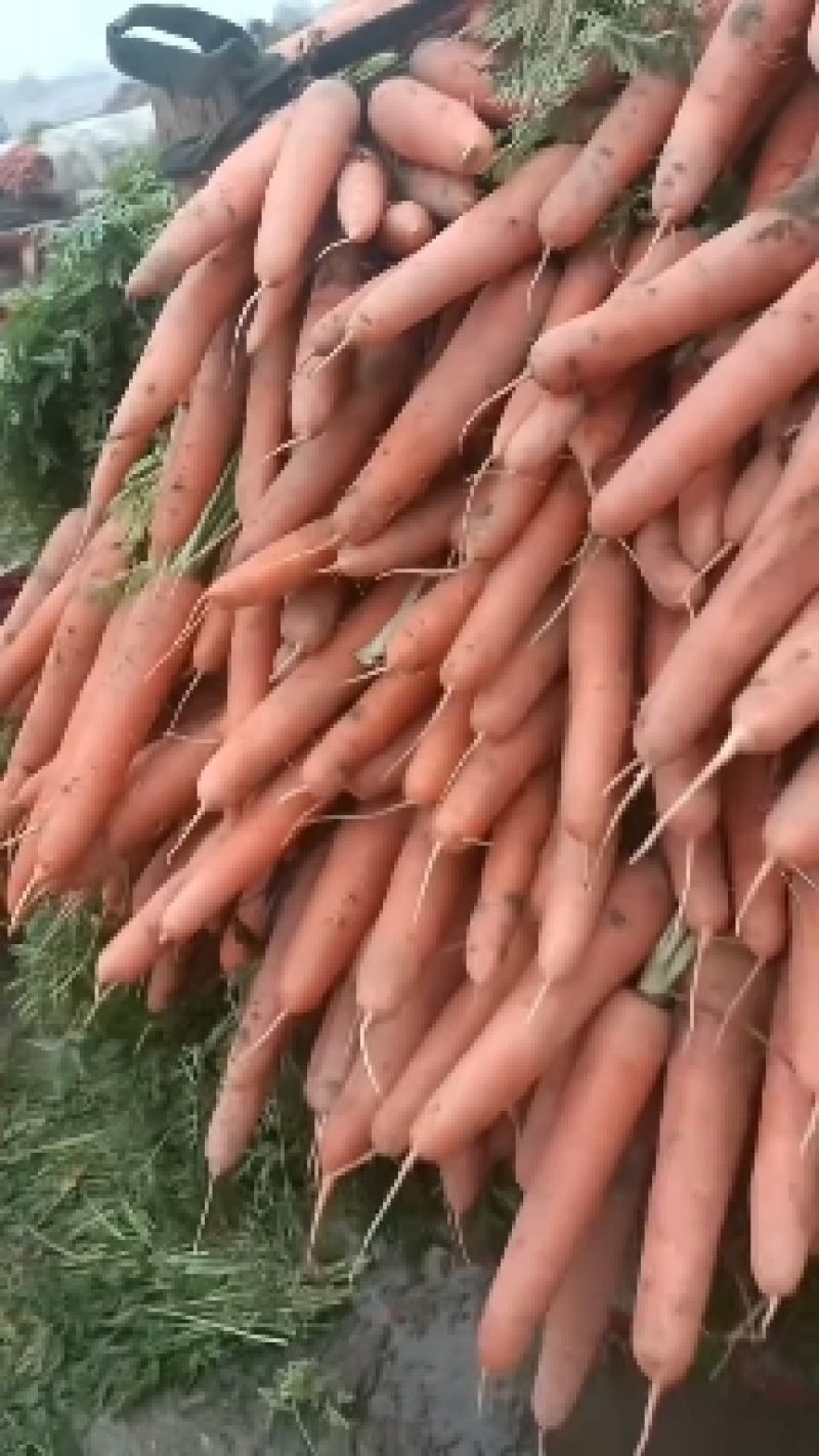 胡萝卜大量供应中现挖现上车，质量保证价格包您满意