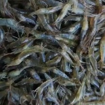活虾速冻欢迎下单合作共赢