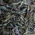 活虾速冻欢迎下单合作共赢