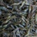 活虾速冻欢迎下单合作共赢