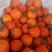 吊红柿子小竹柿冷库货有两万斤，急售，价格兹低